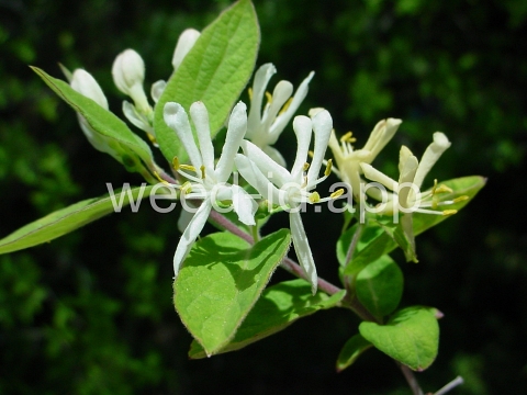 honeysuckle, Tatarian